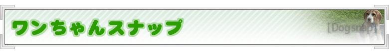 ワンちゃんスナップ